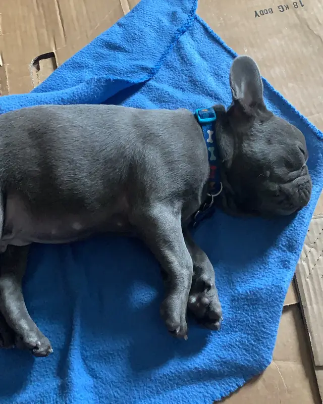 Cooper, a pet cared for in Toronto through Hello Marshy