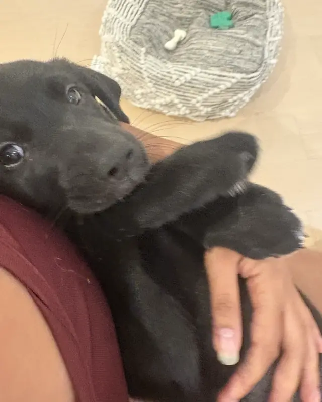 Lola, a pet cared for in Oakville through Hello Marshy