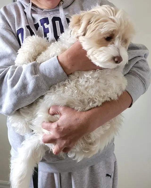 Max, a pet cared for in Toronto through Hello Marshy
