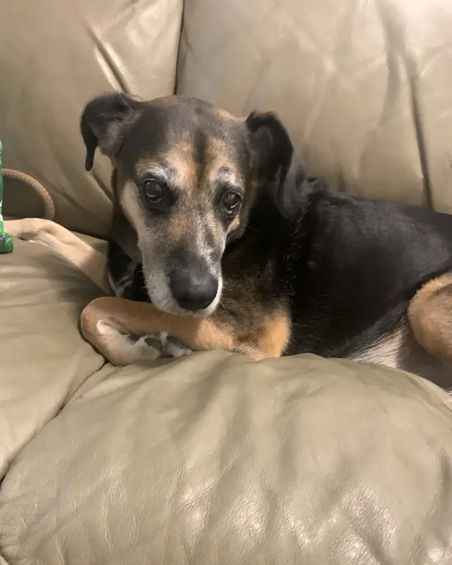 Sasha, a pet cared for in Concord through Hello Marshy