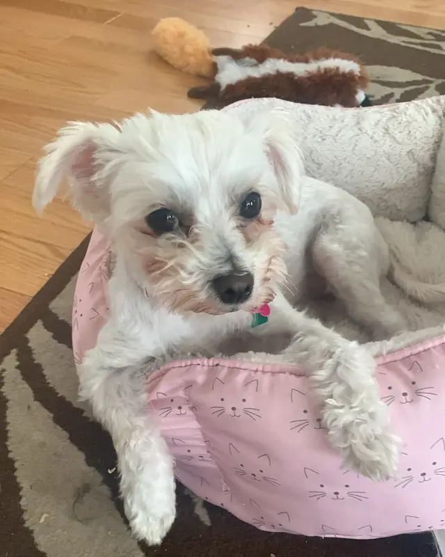 Winnie, a pet cared for in Toronto through Hello Marshy